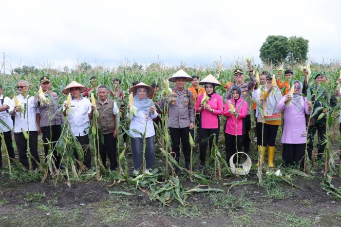 
					Kadis Pertanian Nur’ ilahi Dampingi Wakapolres Kampar Pada Panen Raya Jagung Serentak di Tapung