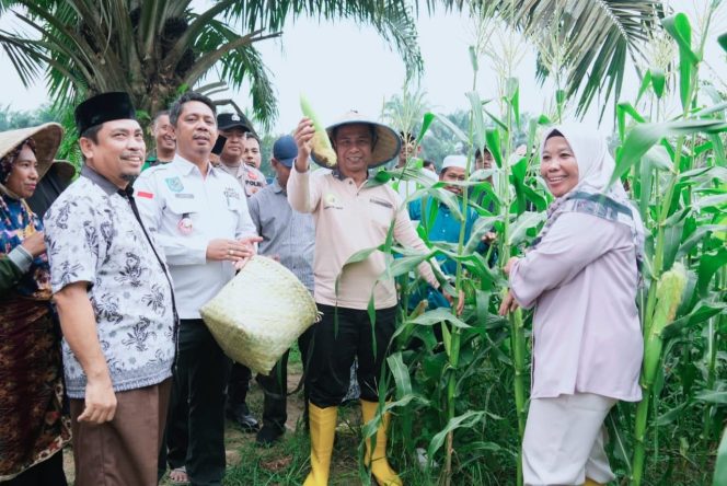
					Bupati Kampar Ahmad Yuzar Panen Padi & Jagung di Desa Parit Baru Tambang: Dukung Ketahanan Pangan Nasional