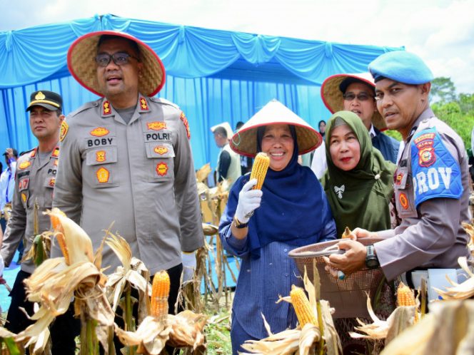 
					Pemkab Kampar Gelar Panen Raya Jagung Pipil, Dukung Swasembada Pangan