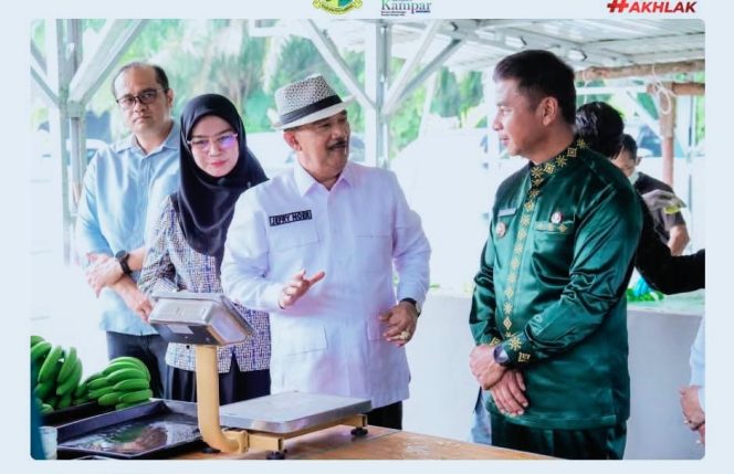 
					Bupati Kampar Kunjungi Perkebunan Pisang Cavendish di Pulau Birandang, Dorong Pengembangan Sektor Hortikultura